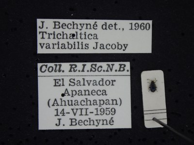 BE-RBINS-ENT Trichaltica variabilis K39_D10_020 Label.JPG