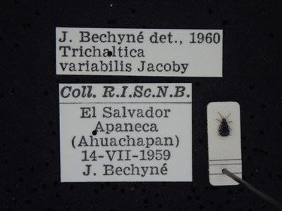 BE-RBINS-ENT Trichaltica variabilis K39_D10_023 Label.JPG