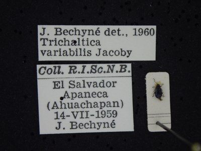 BE-RBINS-ENT Trichaltica variabilis K39_D10_025 Label.JPG