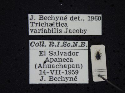 BE-RBINS-ENT Trichaltica variabilis K39_D10_026 Label.JPG