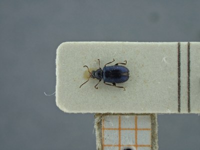 BE-RBINS-ENT Trichaltica variabilis K39_D10_028 Dorsal.jpg BE-RBINS-ENT Trichaltica variabilis K39_D10_028 Dorsal.jpg