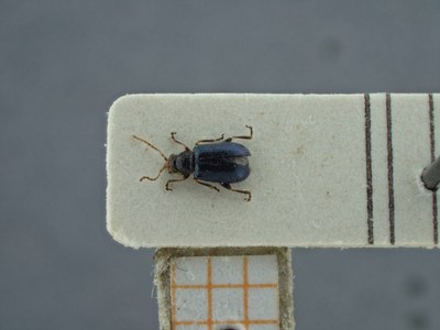 BE-RBINS-ENT Trichaltica variabilis K39_D10_029 Dorsal.jpg