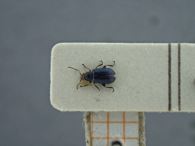 BE-RBINS-ENT Trichaltica variabilis K39_D10_030 Dorsal.jpg