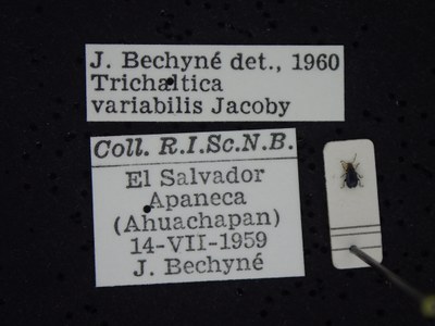 BE-RBINS-ENT Trichaltica variabilis K39_D10_030 Label.JPG