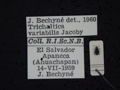 BE-RBINS-ENT Trichaltica variabilis K39_D10_032 Label.JPG