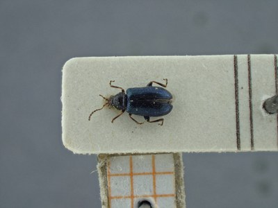 BE-RBINS-ENT Trichaltica variabilis K39_D10_036 Dorsal.jpg BE-RBINS-ENT Trichaltica variabilis K39_D10_036 Dorsal.jpg
