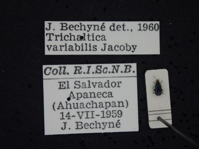 BE-RBINS-ENT Trichaltica variabilis K39_D10_036 Label.JPG