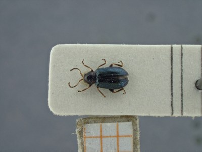 BE-RBINS-ENT Trichaltica variabilis K39_D10_038 Dorsal.jpg BE-RBINS-ENT Trichaltica variabilis K39_D10_038 Dorsal.jpg