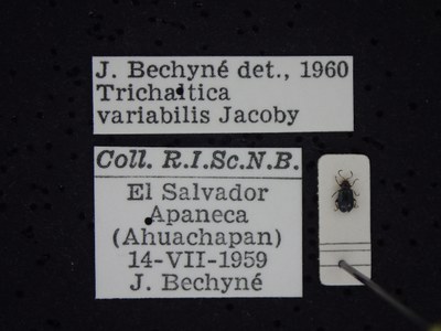 BE-RBINS-ENT Trichaltica variabilis K39_D10_038 Label.JPG