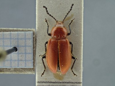 BE-RBINS-ENT Aulacoscelis melanocera K27_Sagridae_D10_016 Dorsal.jpg BE-RBINS-ENT Aulacoscelis melanocera K27_Sagridae_D10_016 Dorsal.jpg