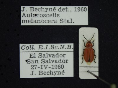 BE-RBINS-ENT Aulacoscelis melanocera K27_Sagridae_D10_016 Label.JPG BE-RBINS-ENT Aulacoscelis melanocera K27_Sagridae_D10_016 Label.JPG