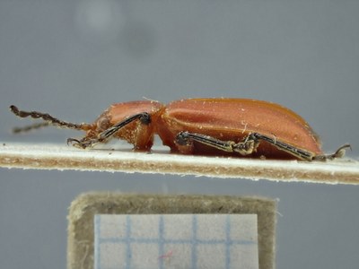 BE-RBINS-ENT Aulacoscelis melanocera K27_Sagridae_D10_016 Lateral.jpg BE-RBINS-ENT Aulacoscelis melanocera K27_Sagridae_D10_016 Lateral.jpg