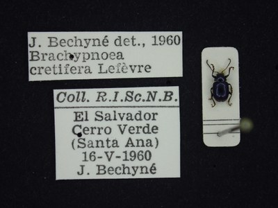 BE-RBINS-ENT Brachypnoea cretifera K30_D01_105 Label.JPG