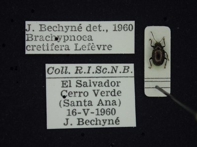 BE-RBINS-ENT Brachypnoea cretifera K30_D01_117 Label.JPG