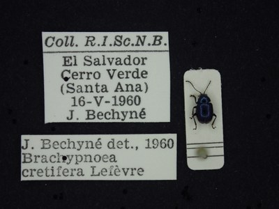 BE-RBINS-ENT Brachypnoea cretifera K30_D01_125 Label.JPG