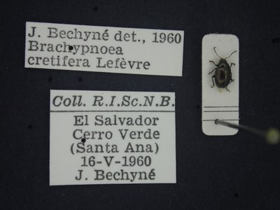 BE-RBINS-ENT Brachypnoea cretifera K30_D01_159 Label.JPG