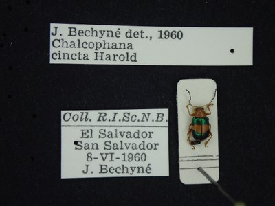 BE-RBINS-ENT Chalcophana cincta K30_D03_001 Label.JPG