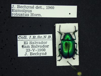 BE-RBINS-ENT Eumolpus robustus K30_D03_072 Label.JPG