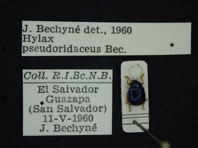 BE-RBINS-ENT Hylax pseudoridaceus K30_D03_076 Label.JPG