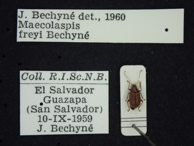 BE-RBINS-ENT Maecolaspis freyi K30_D03_098 Label.JPG