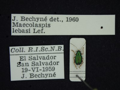 BE-RBINS-ENT Maecolaspis lebasi K30_D03_162 Label.JPG