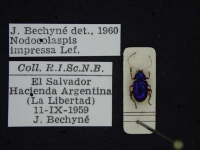 BE-RBINS-ENT Nodocolaspis impressa K30_D04_002 Label.JPG