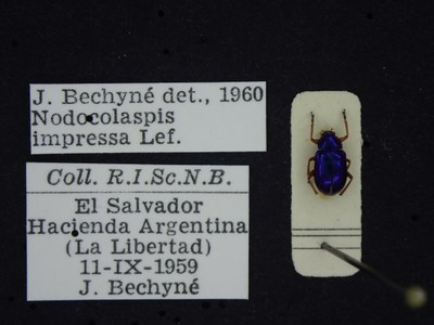 BE-RBINS-ENT Nodocolaspis impressa K30_D04_004 Label.JPG