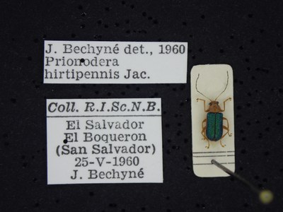 BE-RBINS-ENT Prionodera hirtipennis K30_D04_087 Label.JPG