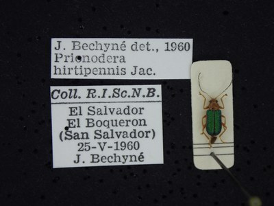 BE-RBINS-ENT Prionodera hirtipennis K30_D04_094 Label.JPG