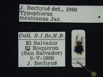 BE-RBINS-ENT Typophorus mexicanus K30_D05_134 Label.JPG