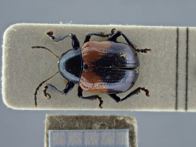 BE-RBINS-ENT Typophorus nigritus obliguus K30_D06_003 Dorsal.jpg