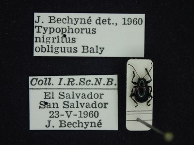 BE-RBINS-ENT Typophorus nigritus obliguus K30_D06_004 Label.JPG BE-RBINS-ENT Typophorus nigritus obliguus K30_D06_004 Label.JPG