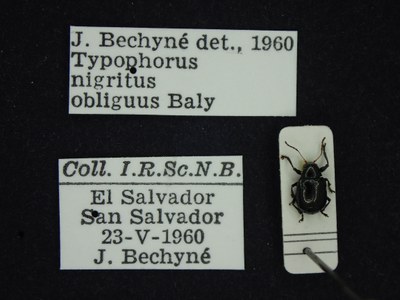 BE-RBINS-ENT Typophorus nigritus obliguus K30_D06_006 Label.JPG BE-RBINS-ENT Typophorus nigritus obliguus K30_D06_006 Label.JPG