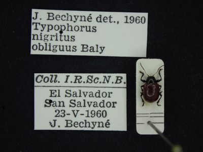 BE-RBINS-ENT Typophorus nigritus obliguus K30_D06_007 Label.JPG BE-RBINS-ENT Typophorus nigritus obliguus K30_D06_007 Label.JPG
