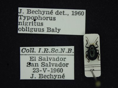 BE-RBINS-ENT Typophorus nigritus obliguus K30_D06_008 Label.JPG BE-RBINS-ENT Typophorus nigritus obliguus K30_D06_008 Label.JPG