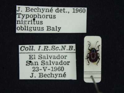 BE-RBINS-ENT Typophorus nigritus obliguus K30_D06_009 Label.JPG BE-RBINS-ENT Typophorus nigritus obliguus K30_D06_009 Label.JPG