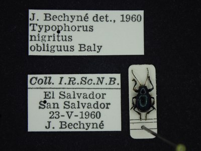 BE-RBINS-ENT Typophorus nigritus obliguus K30_D06_010 Label.JPG BE-RBINS-ENT Typophorus nigritus obliguus K30_D06_010 Label.JPG