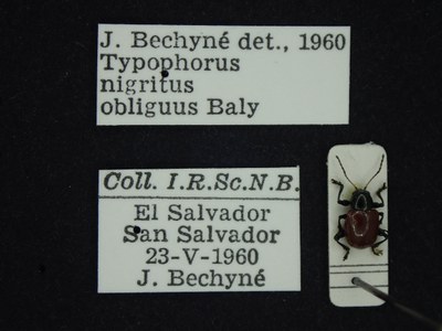 BE-RBINS-ENT Typophorus nigritus obliguus K30_D06_011 Label.JPG BE-RBINS-ENT Typophorus nigritus obliguus K30_D06_011 Label.JPG