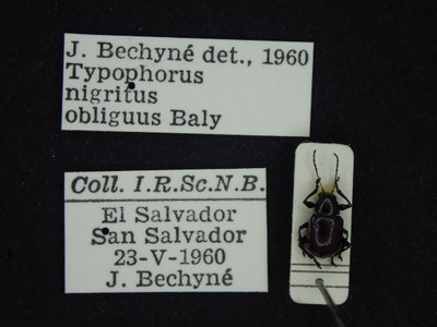 BE-RBINS-ENT Typophorus nigritus obliguus K30_D06_012 Label.JPG BE-RBINS-ENT Typophorus nigritus obliguus K30_D06_012 Label.JPG