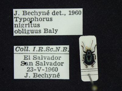 BE-RBINS-ENT Typophorus nigritus obliguus K30_D06_014 Label.JPG BE-RBINS-ENT Typophorus nigritus obliguus K30_D06_014 Label.JPG