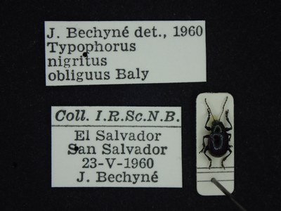 BE-RBINS-ENT Typophorus nigritus obliguus K30_D06_015 Label.JPG BE-RBINS-ENT Typophorus nigritus obliguus K30_D06_015 Label.JPG