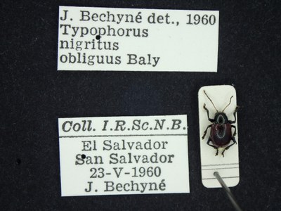 BE-RBINS-ENT Typophorus nigritus obliguus K30_D06_016 Label.JPG