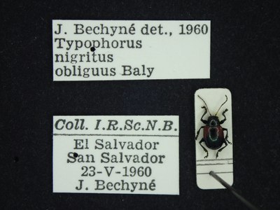 BE-RBINS-ENT Typophorus nigritus obliguus K30_D06_017 Label.JPG