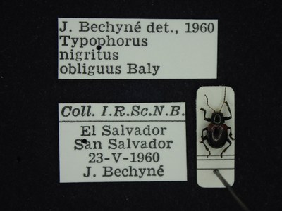 BE-RBINS-ENT Typophorus nigritus obliguus K30_D06_018 Label.JPG