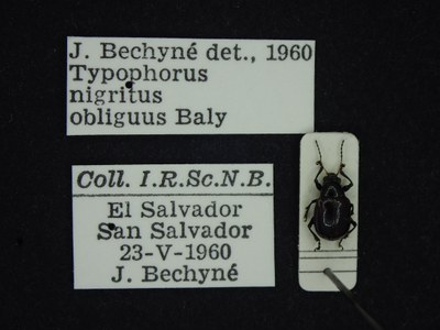 BE-RBINS-ENT Typophorus nigritus obliguus K30_D06_020 Label.JPG