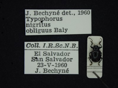 BE-RBINS-ENT Typophorus nigritus obliguus K30_D06_022 Label.JPG