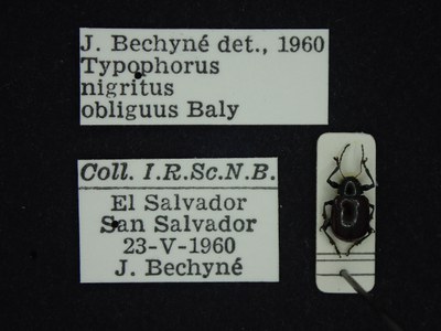 BE-RBINS-ENT Typophorus nigritus obliguus K30_D06_025 Label.JPG