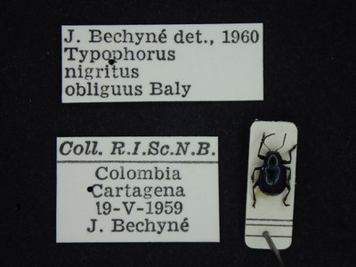 BE-RBINS-ENT Typophorus nigritus obliguus K30_D06_028 Label.JPG
