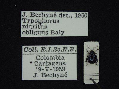 BE-RBINS-ENT Typophorus nigritus obliguus K30_D06_029 Label.JPG