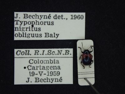 BE-RBINS-ENT Typophorus nigritus obliguus K30_D06_030 Label.JPG